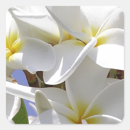Plumeria Tropische Blume Quadratischer Aufkleber (Vorderseite)