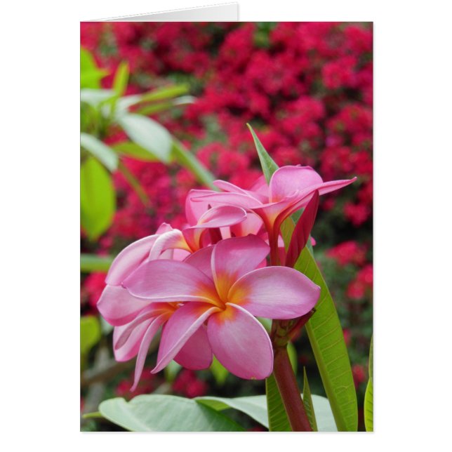 Plumeria und Bougainvillea (Vorne)