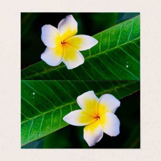 Plumeria Visitenkarten (Außenseite Aufgefaltet)
