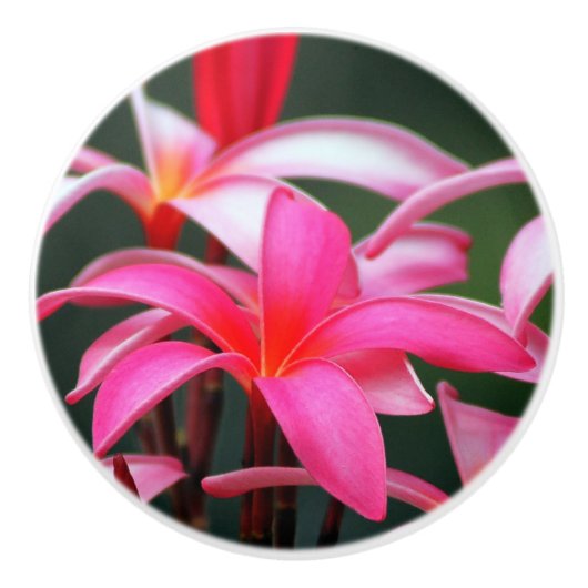 Plumeriafachzug Keramikknauf (Vorderseite)