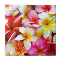 Plumeriafrangipani-Hawaii-Blume besonders