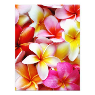 Plumeriafrangipani-Hawaii-Blume besonders Fotodruck
