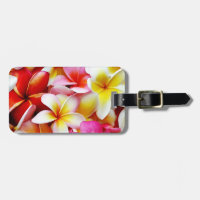 Plumeriafrangipani-Hawaii-Blume besonders