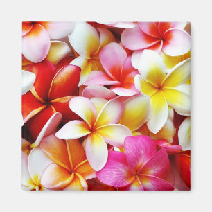 Plumeriafrangipani-Hawaii-Blume besonders Magnet