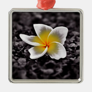 Plumeriafrangipani-Hawaii-Blume Silbernes Ornament
