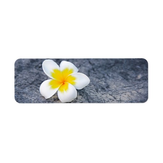 Plumerias (Vorne)