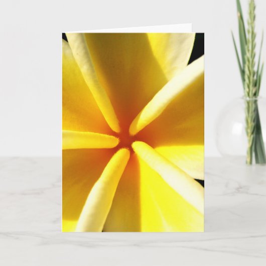 Plumerias Feiertagskarte (Vorderseite)