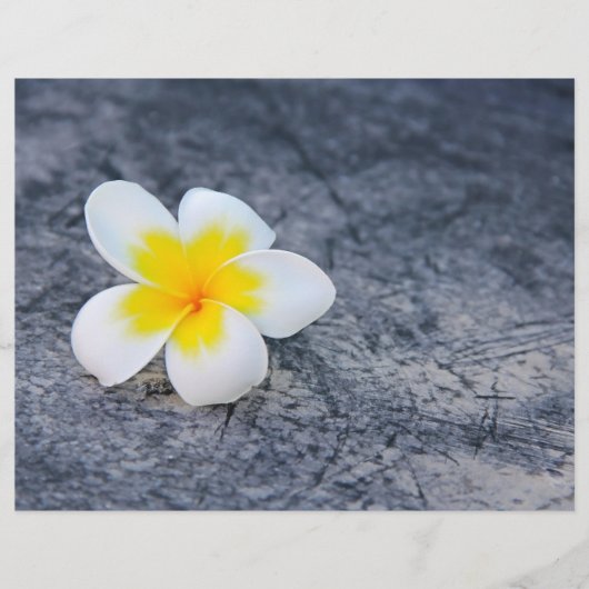 Plumerias Flyer (Vorne)