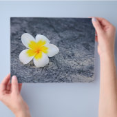 Plumerias Flyer (Hand)