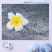 Plumerias Flyer (Einzeln)