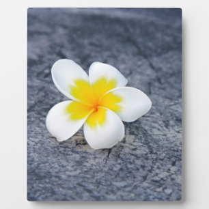 Plumerias Fotoplatte