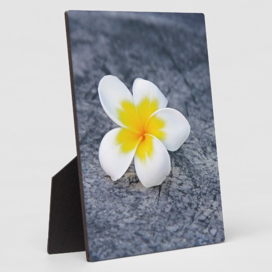 Plumerias Fotoplatte (Seite)