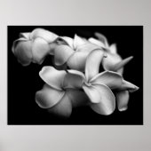 Plumerias in Schwarz und Weiß Poster (Vorne)