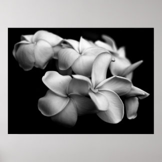 Plumerias in Schwarz und Weiß Poster