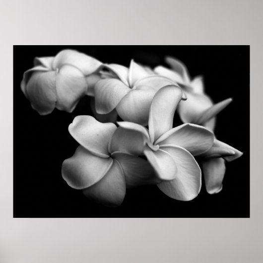 Plumerias in Schwarz und Weiß Poster (Vorne)