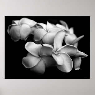 Plumerias in Schwarzweiss Poster