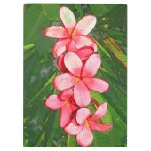 Plumerias Klemmbrett (Rückseite)