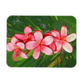 Plumerias Magnet (Horizontal)