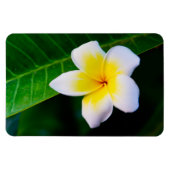 Plumerias Magnet (Horizontal)