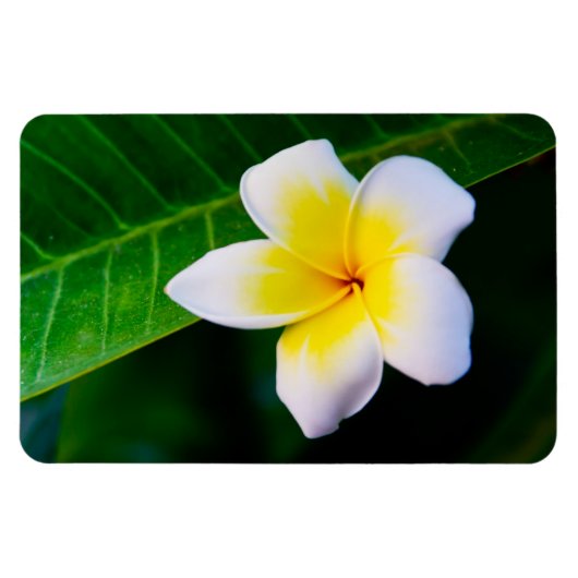 Plumerias Magnet (Horizontal)