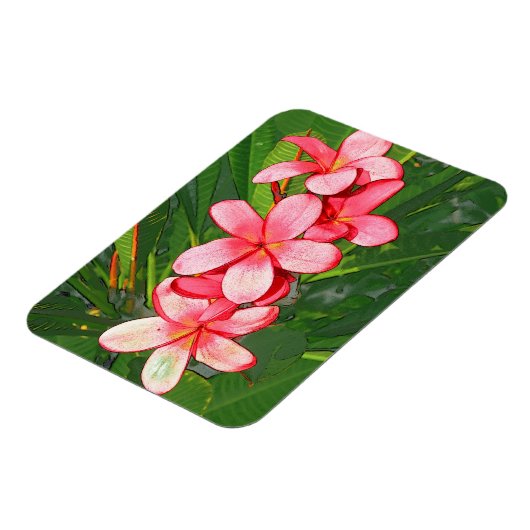 Plumerias Magnet (Linke Seite)