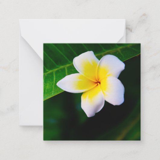 Plumerias Mitteilungskarte (Vorderseite)