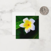 Plumerias Mitteilungskarte (Vorderseite/Rückseite Beispiel)