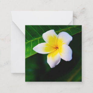 Plumerias Mitteilungskarte
