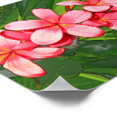 Plumerias Poster (Ecke)