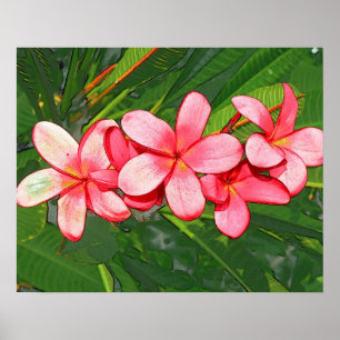 Plumerias Poster