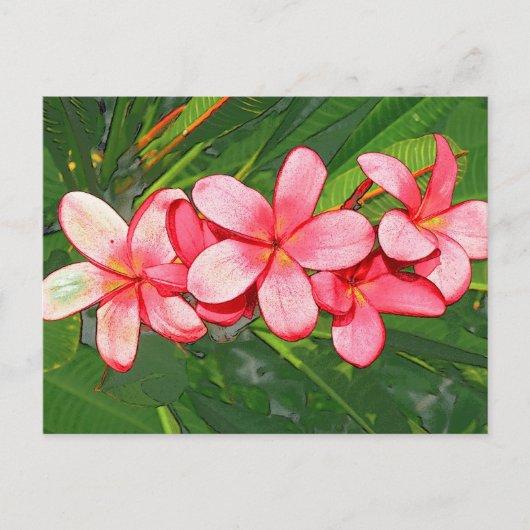 Plumerias Postkarte (Vorderseite)
