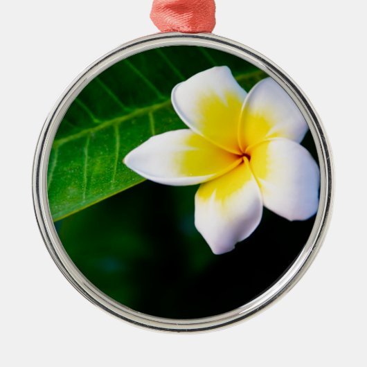 Plumerias Silbernes Ornament (Vorne)