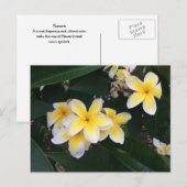 Plumerie Postkarte (Vorne/Hinten)