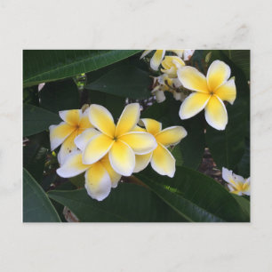 Plumerie Postkarte