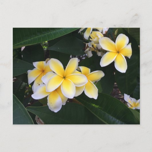 Plumerie Postkarte (Vorderseite)