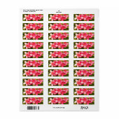 Plumerien (Vorne)