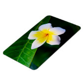 Plumerien Magnet (Linke Seite)