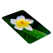 Plumerien Magnet (Rechte Seite)