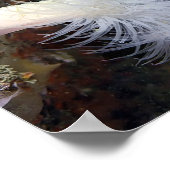 Plumose Anemone (Metridium farcimen) - Fine Art Poster (Ecke)
