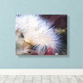 Plumose Anemone - Wrapped Canvas Leinwanddruck (Insitu (Holzboden))