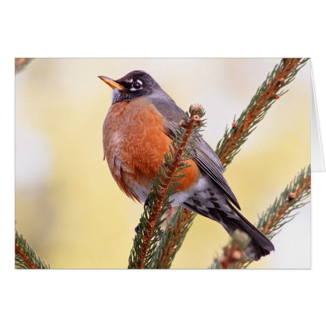 Plump Robin (Vorderseite (Horizontal))