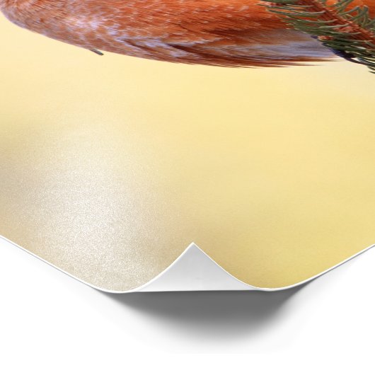 Plump Robin Fotodruck (Ecke)