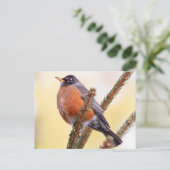 Plump Robin Postkarte (Stehend Vorderseite)