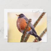 Plump Robin Postkarte (Vorne/Hinten)