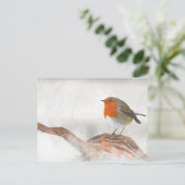 Plump Robin RedBrust Postkarte (Stehend Vorderseite)