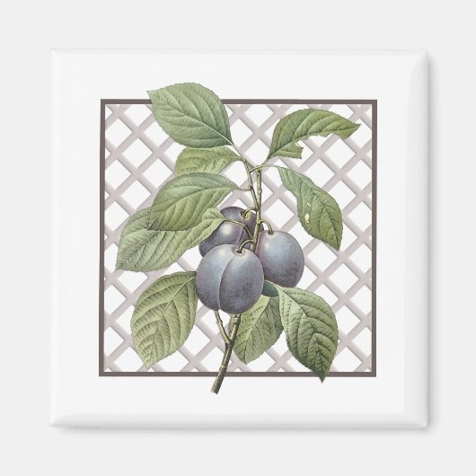 PLUMS MAGNET (Vorne)