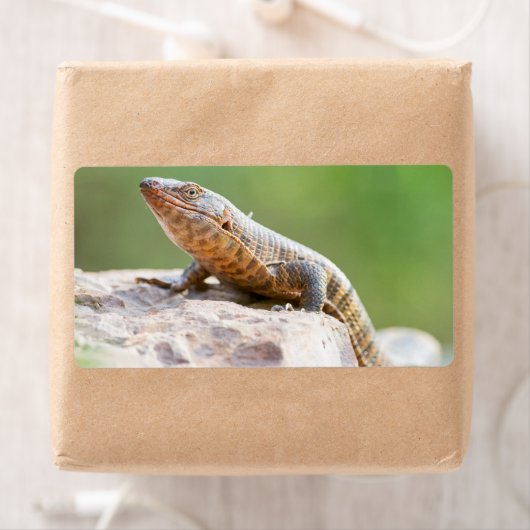 Plutschechse (Insitu)