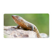 Plutschechse (Vorne)