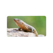 Plutschechse Adressaufkleber (Vorne)