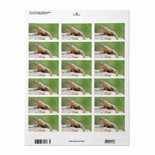 Plutschechse Adressaufkleber (Vorne)